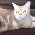 前足ピーン！猫ちゃんのスフィンクス座り