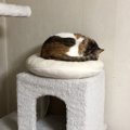 猫がベッドを使ってくれない理由４つ