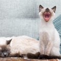 鳴き方別にわかる「愛猫の心理4選」！猫語がわかる飼い主さんになるために