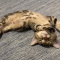 一緒にいると猫が安らぐ人の特徴４つ