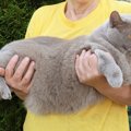 『肥満猫』が抱えている健康リスク5選　危険な病気の可能性からダイエ…
