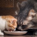 療法食ってこんなご飯、猫の療法食の紹介と与え方