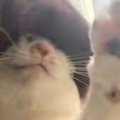 パンをこねるように『グリグリと撫でられるネコ』→嫌がるかと思いきや…