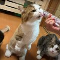 ぺろぺろが止まらない！猫ちゃん達のおやつタイム！