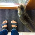 猫があなたの『足元をウロウロ』するときの理由5つ　伝えたいことがあるの…