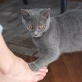 猫があなたの『足を踏んでくる』4つの理由　わざわざ踏みたがる心理や上手…