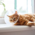 『不妊手術を受けた猫』に表れる変化4選　どんな影響があるの？気を付…