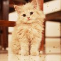 Laylaの１２猫占い 8/12～8/18までのあなたと猫ちゃんの運勢