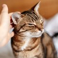 猫の耳が臭くなる『間違ったお手入れ方法』４選！こんなNG行為で苦し…