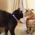 『まだ遊ぶニャ♪』猫部屋に帰らない猫ちゃん