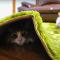 びっくりして大慌て！ラグの下には猫ちゃんが…