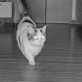 キッチンの食器棚に『おやつが隠されていることを知った猫』…まさかの行動…