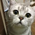 猫の名前における『4つのタブー』