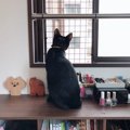 猫の脱走＆落下防止に！網戸ガードを100均素材で作ってみました