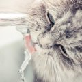 猫の病気を疑うべきサインとは？5つの兆候