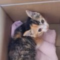 ダンボールに入れられ『捨てられていた子猫』を保護した結果…心温まる…