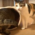 突然現れたトンネルキャットの誕生にビックリ！