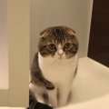 「不思議…」お風呂に入る飼い主さんを見つめる猫さん！