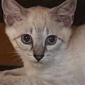 『白い毛色だった子猫』が、２年後…同じ猫とは思えない、激変した『現在の…