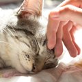『大きい猫種』と『小さい猫種』で違う3つのこと　サイズだけではない…