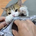 『ハーネスを付けたら意地でも立とうとしない子猫』最高の愛おしさに…