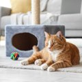 猫が『おもちゃで遊ばない』ときの原因3つ　興味を示さない理由や試し…
