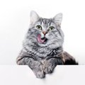 猫に与えてはいけない『身近な食べ物』5選　パンなどに潜むリスクや食…
