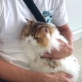 おしり歩きする猫くん。動物病院で診てもらった結果は？