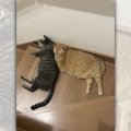 『ここを通って行ってにゃ♪』階段にスペースを空けてくれている猫たち…