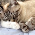 『たぶんポップコーンの夢見てる』寝ているネコの鼻が、同居ネコの肉球に…