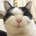 猫が『超楽しい時』にする仕草や鳴き声５選！どんな時に楽しいと感じ…