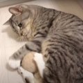 興奮間違いなし！毛玉ボールが大好きな猫ちゃん