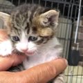 生後1日目で育児放棄された猫→家族に迎えて約5年が経過したら…成長の…