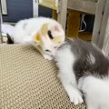 周りの猫に『喧嘩を売りまくる子猫…』まさかの正体が1万9000回再生「おて…