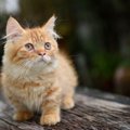 無毛、短足…『個性的な特徴を持つ猫種』3選　ちょっとユニークなその…