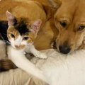 『犬用ベッドを猫が陣取って…』犬がとった『優しすぎる解決法』が111…