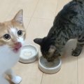 激ウマおやつに大歓喜！秒で食べきるニャンズ