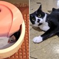 【爆笑】猫さんのイタズラを見た瞬間に思わず出ちゃう言葉『ゲッ！』