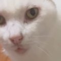 『クッションだと思ってる？』→シニア猫の『お尻の下』を見ると…まさかの…