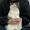 これは嫌にゃ〜！お手入れが苦手で訴える猫さん