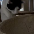 猫がハンモックに飛び乗ろうと『勢いよくジャンプ』→次の瞬間……「大変…