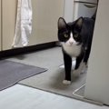 姉妹猫4匹の名前を順番に呼んでみたら…驚きの反応に6万7000人が注目 …