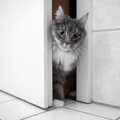 猫があなたの『お風呂』を見にくる理由3選　気になる心理から注意すべ…