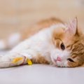 猫の『突然死』に繋がる恐ろしい病気3選！日常生活ですべき予防策とは？