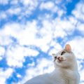 涙なしには聞けない…猫や犬の里親普及を訴える楽曲『名前を呼んで』