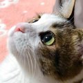 猫の目の色が違うのはなぜ？考えられる５つの理由