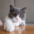 猫が『かわいい』のはなぜ？猫好きライターが考える５つの理由