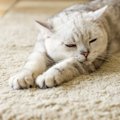 猫が寝不足になる5つの理由