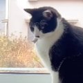 窓辺に座る猫→『赤ちゃん』が近づいてきた結果…ほっこりする『優しい光景…