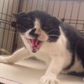 威嚇ばかりしていた『保護猫』→里親さんと出会った結果…まるで別猫のよう…